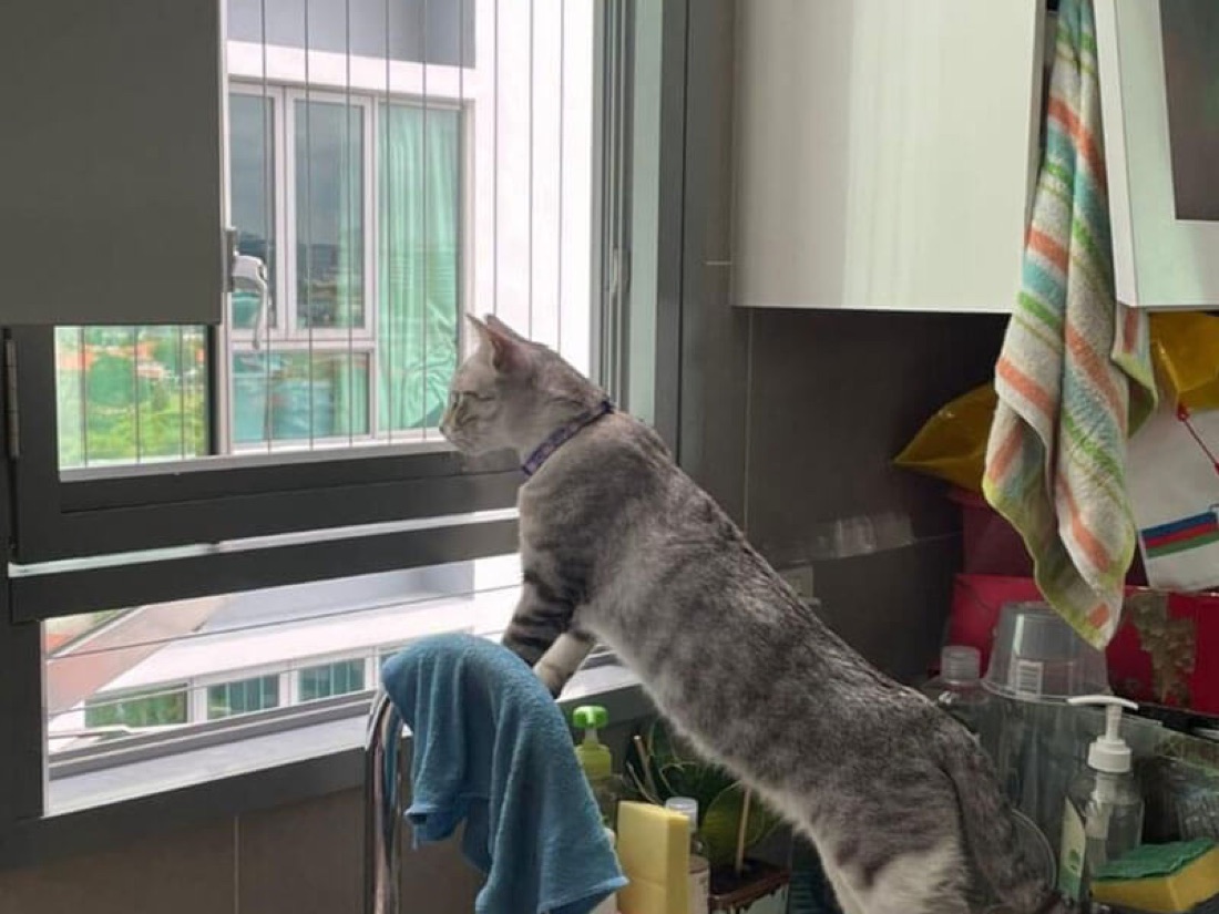 Cat-proof grille